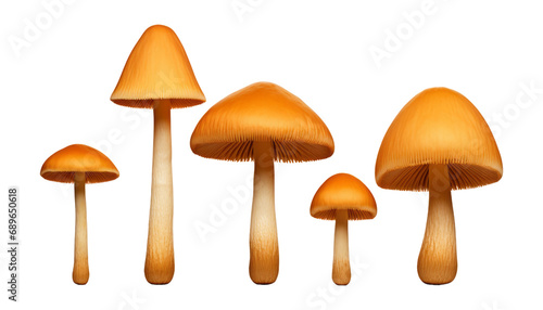 set of mushrooms isolated on transparent background cutout