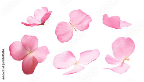 pink rose petals isolated on transparent background cutout