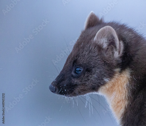 Profile portrait of an European pine marten