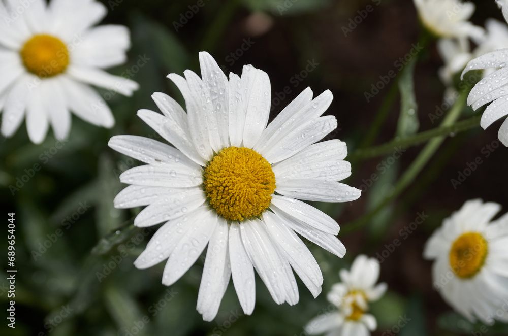 Chamomile flowers close up Chamomile flowers close up