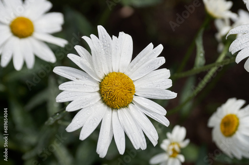 Chamomile flowers close up