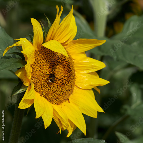 A bumblebee collects nectar on a sunflower flower