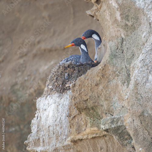 liles (Phalacrocorax gaimardi) anidando  photo