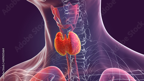 A thyroid gland anatomy, 3D illustration photo