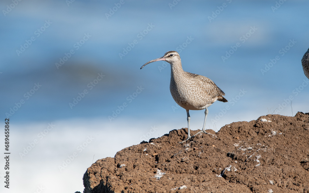 zarapito pico curvo - Numenius phaeopus zarapito pico curvo - Numenius phaeopus