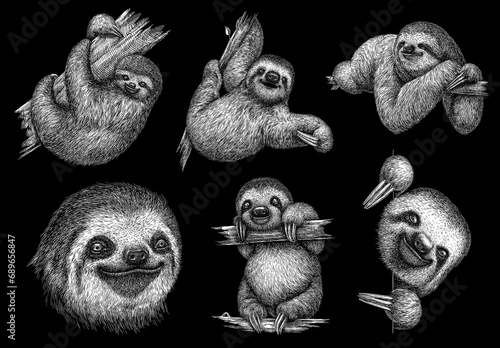 black and white engrave isolated sloth set illustration	 photo