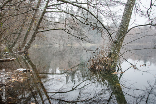 Morning winter woodland scene with a calm water lake reflection and bizarre trees
