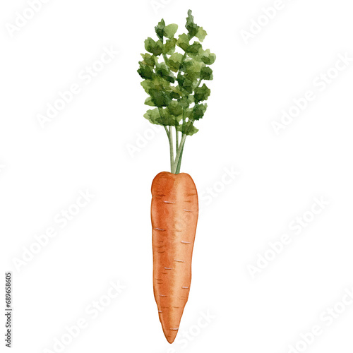Carrot, fresh orance vegetable. Watercolor illustration hand painted isolated on white background photo