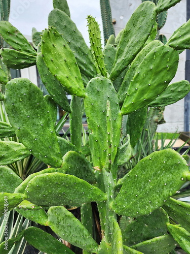 The Bunny ear cactus wet after rain  Opuntia microdasys ear cactus  is a small thorny cactus planted in a gardens. This plant is shaped like a bow or rat s ear. It is a popular ornamental plant plante