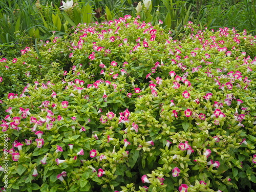 Bush of bright pink and white flowers name Torenia fournieri  the bluewings or wishbone flowers blooming in green nature. Group of Pink Torenia fournieri Linden ex Fourn an ornamental plant in garden 