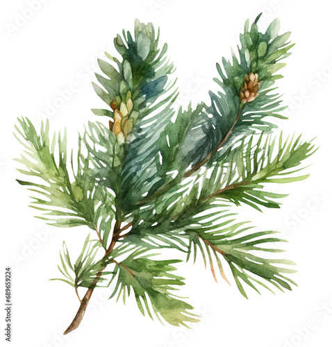 Watercolor illustration of fir branch. Pine. Forest. Transparent background, png. Ai generated.