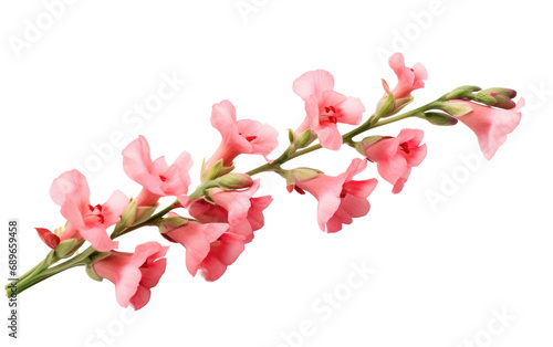 Snapdragon Beauty On Isolated Background