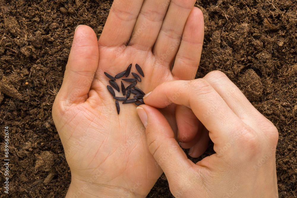 Young adult woman fingers taking black sunflower seeds from palm for planting in fresh dark soil. Closeup. Preparation for garden season. Point of view shot. Top down view. Young adult woman fingers taking black sunflower seeds from palm for planting in fresh dark soil. Closeup. Preparation for garden season. Point of view shot. Top down view.