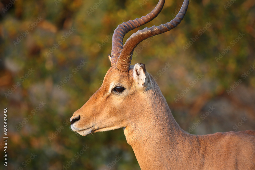 Schwarzfersenantilope / Impala / Aepyceros melampus Schwarzfersenantilope / Impala / Aepyceros melampus