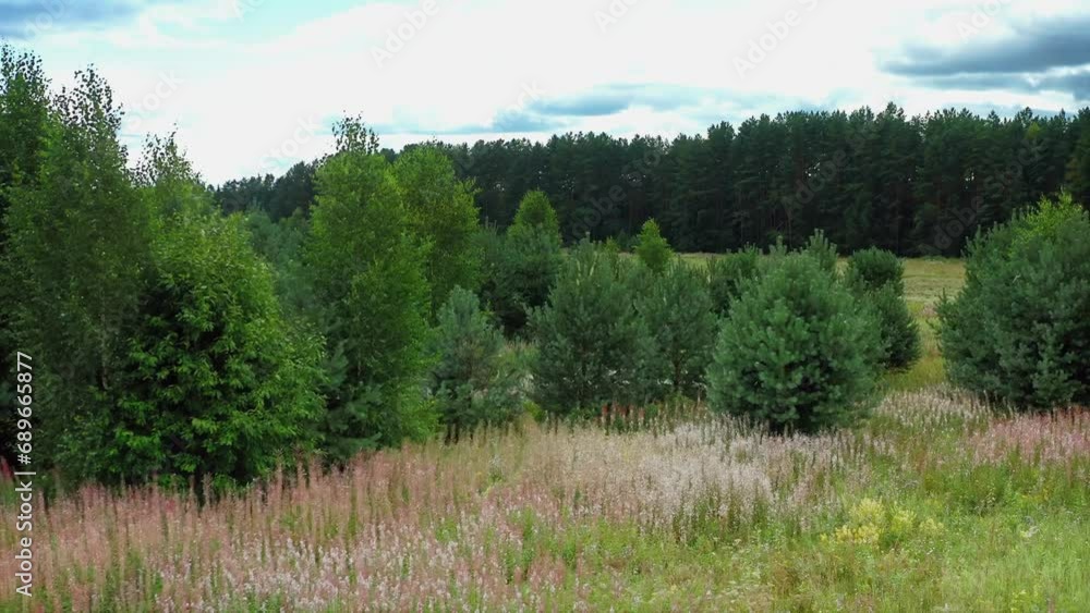 Dry Grass Sea, Young Spruces, Subtle Wildflower Surprise. Aerial Drone Shot. Dry Grass Sea, Young Spruces, Subtle Wildflower Surprise. Aerial Drone Shot.
