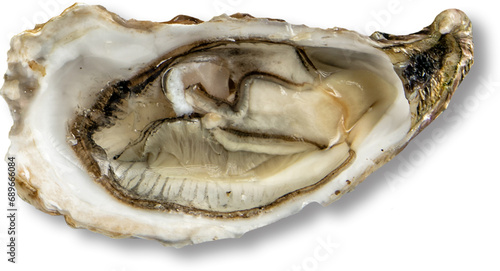 Close up fresh oyster isolated suitable for sea food concept.