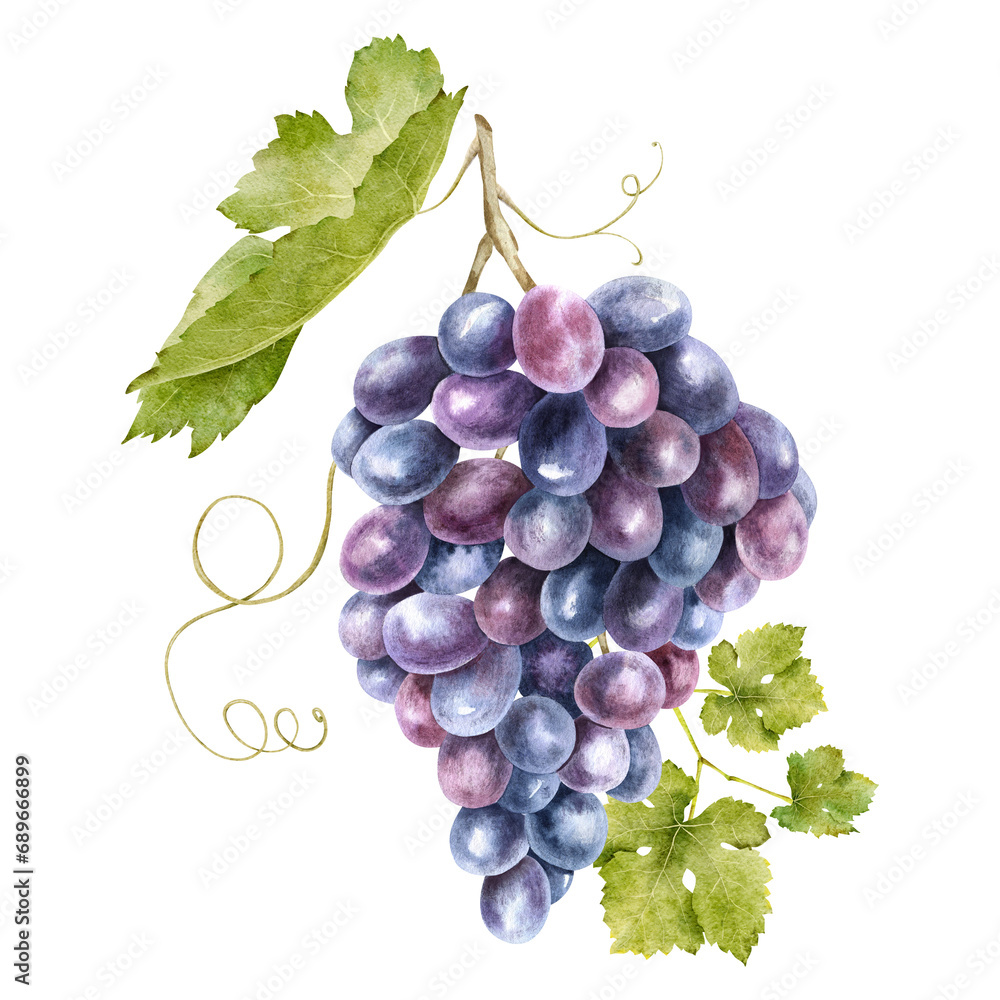 Fototapeta premium A bunch of red grapes with leaves. Grapevine. Isolated watercolor illustrations. For the design of labels of wine, grape juice and cosmetics, wedding cards, stationery, greetings cards