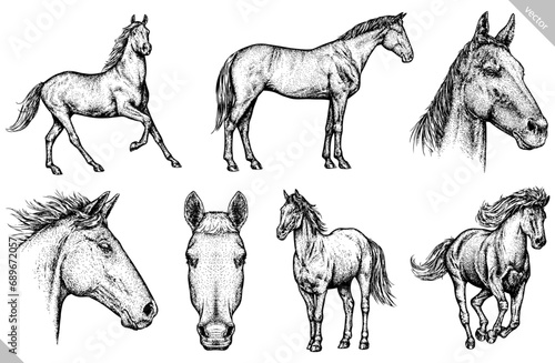 Vintage engraving isolated horse set illustration ink sketch. Wild equine background nag mustang animal silhouette art. Black and white hand drawn vector image photo