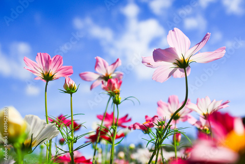 pink cosmos flowers against blue sky