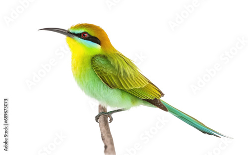 Green Bee Eater Skys Jewel Chronicles Isolated on a Transparent Background PNG. © Haider