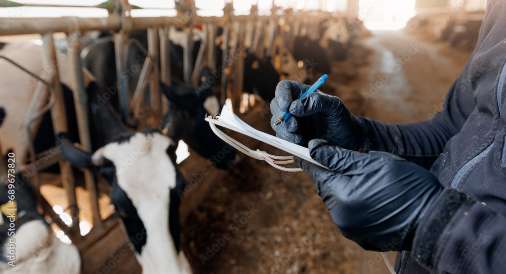 Farmer uses checklist to monitor health of cows, farm livestock industry. Vet doctor control milk yield indicators, food ration, data insemination - obrazy, fototapety, plakaty 