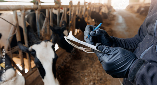 Farmer uses checklist to monitor health of cows, farm livestock industry. Vet doctor control milk yield indicators, food ration, data insemination photo