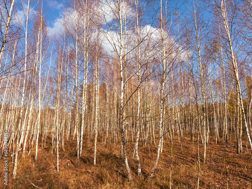 Young birch trees in the forest in late autumn
