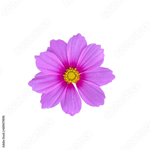 Pink Cosmos flowers with no background