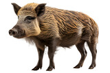 wild boar side view isolated on transparent background ,generative ai