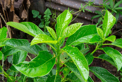 planta