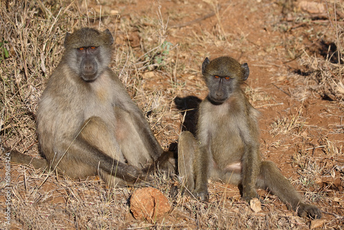 Bärenpavian / Chacma baboon / Papio ursinus © Ludwig