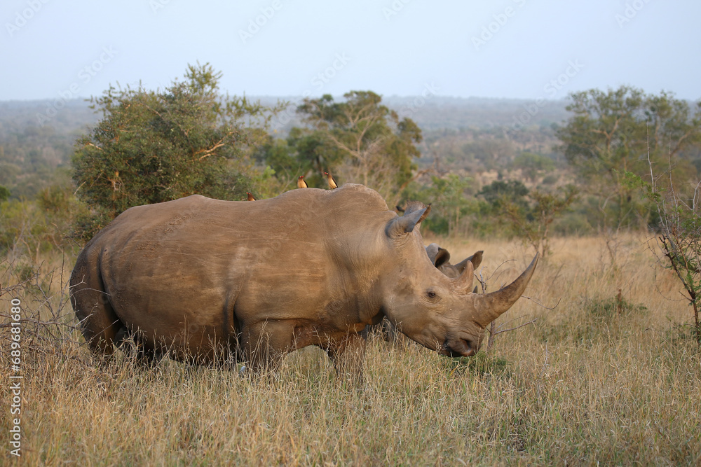 Breitmaulnashorn und Rotschnabel-Madenhacker / Square-lipped rhinoceros and Red-billed oxpecker / Ceratotherium simum et Buphagus erythrorhynchus Breitmaulnashorn und Rotschnabel-Madenhacker / Square-lipped rhinoceros and Red-billed oxpecker / Ceratotherium simum et Buphagus erythrorhynchus