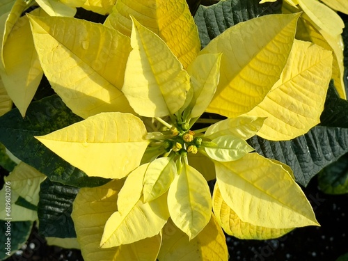yellow poinsettia flower plant 