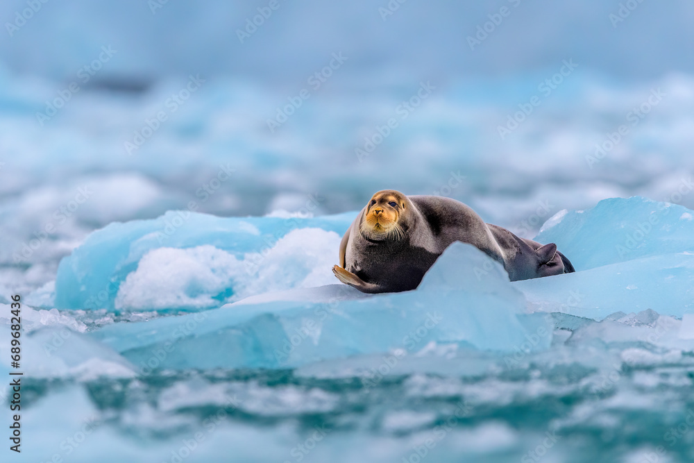 Naklejka premium Bearded Seal
