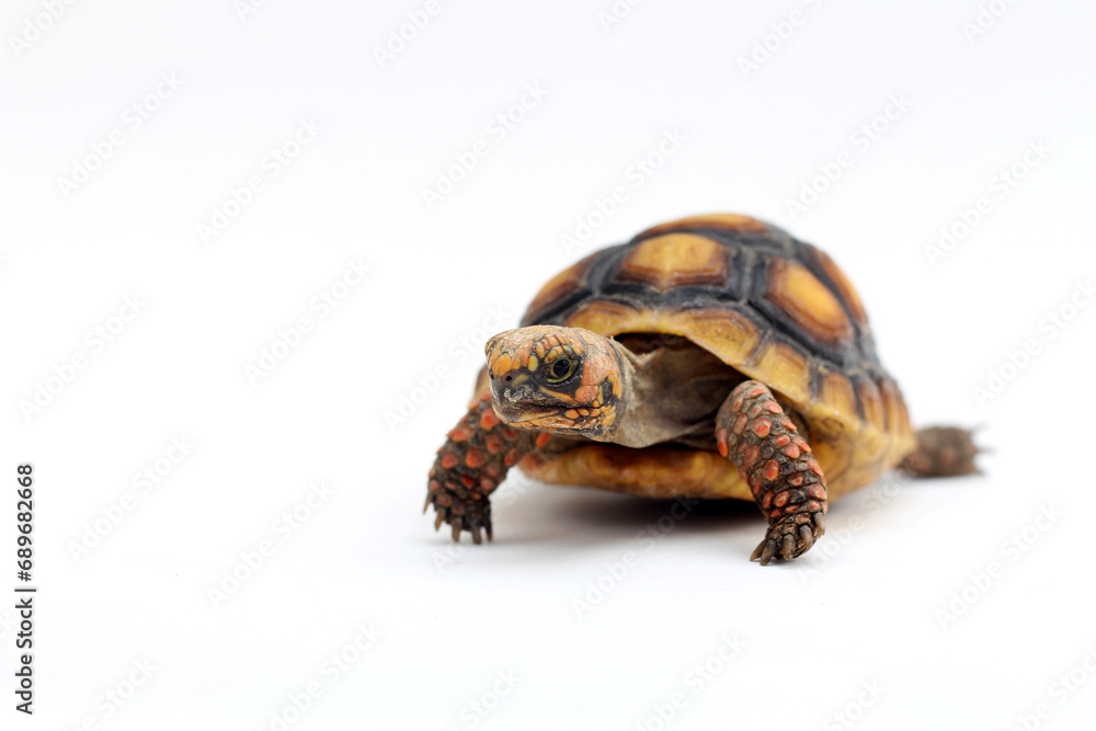 Fototapeta premium Cute small baby Red-foot Tortoise in front of white background, The red-footed tortoise isolated white background studio lighting , The red-footed tortoise (Chelonoidis carbonarius) is a species of to