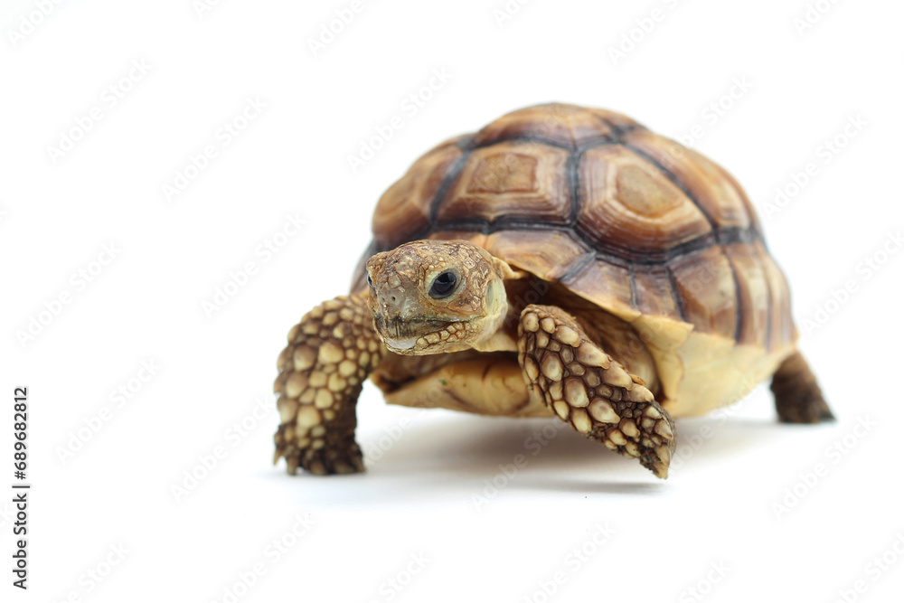 Naklejka premium Cute small baby African Sulcata Tortoise in front of white background, African spurred tortoise isolated white background studio lighting,Cute animal