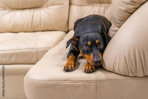 At home, a relaxed German Pinscher dog enjoys its leisure time by resting on a cozy beige leather sofa.