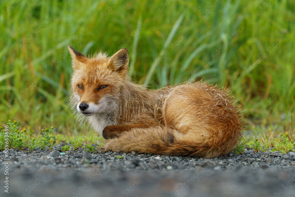 Fototapeta premium 海辺のキタキツネ 北海道のかわいい野生動物