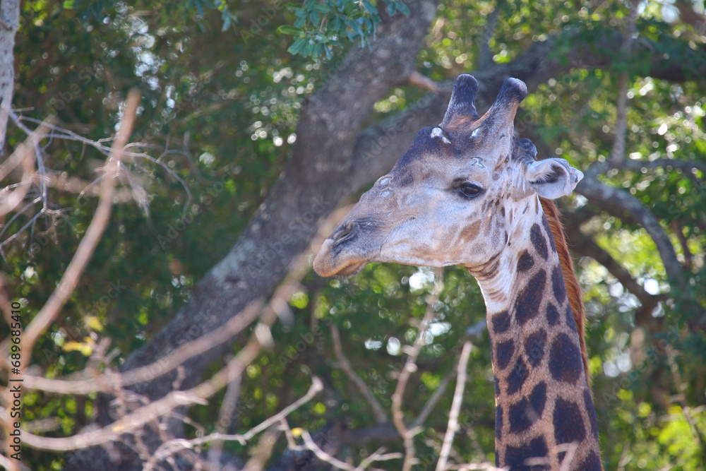 Obraz premium Giraffe / Giraffe / Giraffa camelopardalis