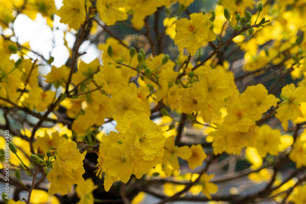 Ochna integerrima, spring manifestation of Vietnam Ochna integerrima, spring manifestation of Vietnam
