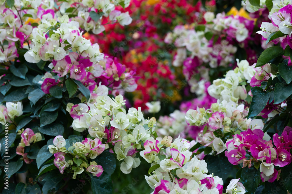 confetti, woody plant, shrub or tree with thorns confetti, woody plant, shrub or tree with thorns