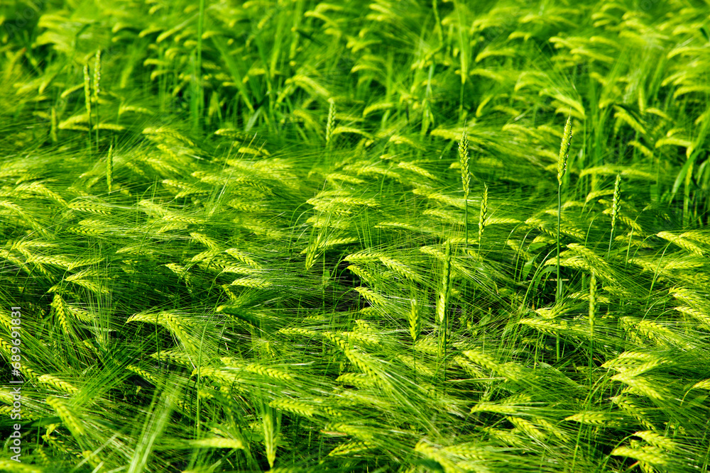 wheat wheat