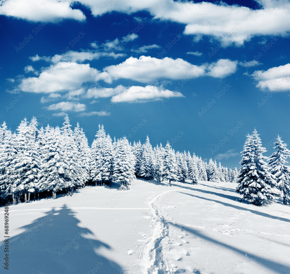 Fototapeta premium Winter