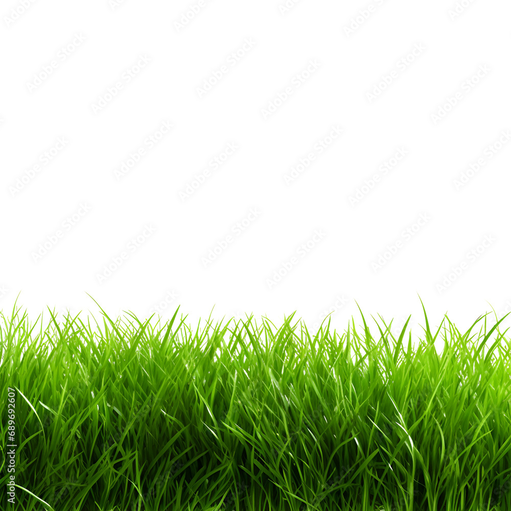 Obraz premium Grass isolated on transparent background