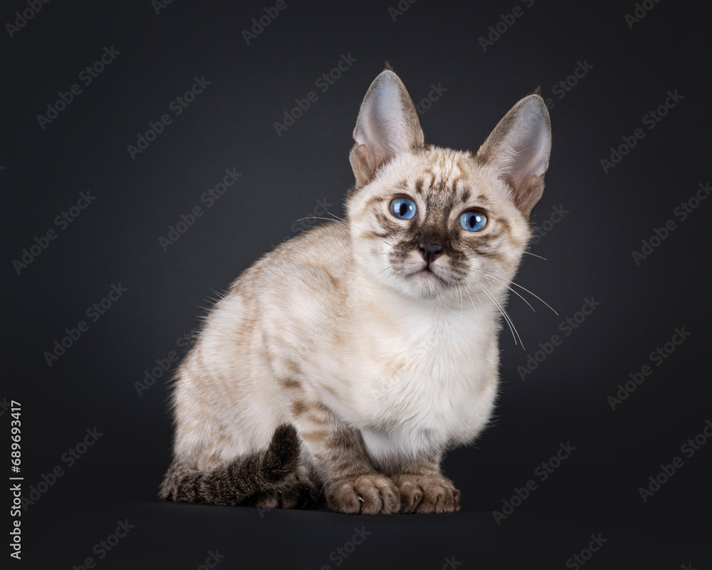 Mink F6 Savannah cat kitten, laying down. Looking straight to camera with blue eyes. Isolated on a black background. Mink F6 Savannah cat kitten, laying down. Looking straight to camera with blue eyes. Isolated on a black background.