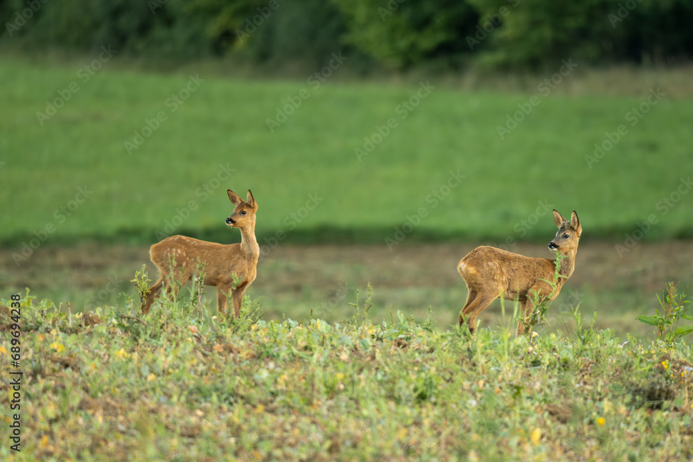 Obraz premium portrait de deux jeunes chevreuils jumeaux dans un champ un soir d'été sous une belle lumière douce