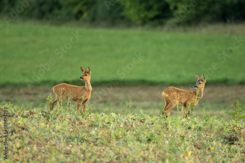 portrait de deux jeunes chevreuils jumeaux dans un champ un soir d   t   sous une belle lumi  re douce