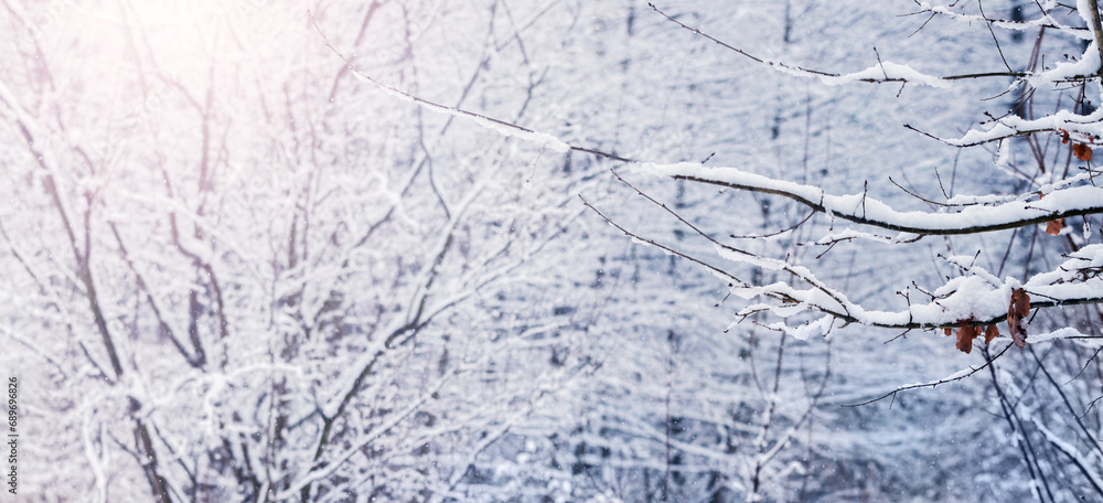 Snow-covered trees in a winter forest in sunny weather Snow-covered trees in a winter forest in sunny weather