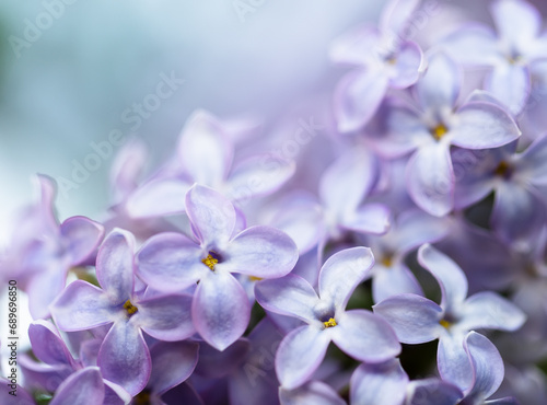 Blooming lilac flowers with selective focus on blurred blue background.