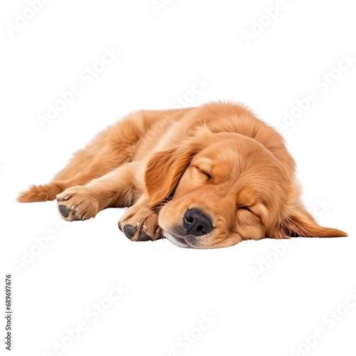 Golden Retriever dog sleep, laying down on floor dog cutout,brown pet,isolated on white and transparent background